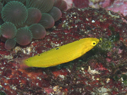 コガネキュウセンの幼魚