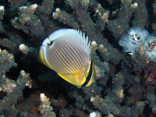 ミスジチョウチョウウオの幼魚