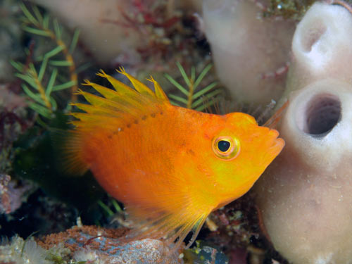 オキゴンベの幼魚