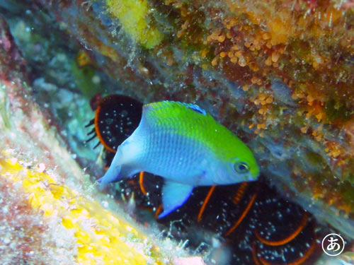 セダカスズメダイの幼魚