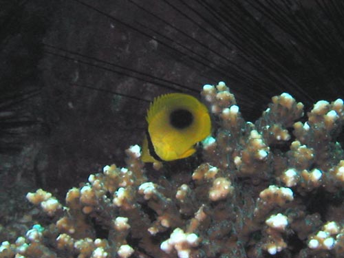 トノサマダイの幼魚