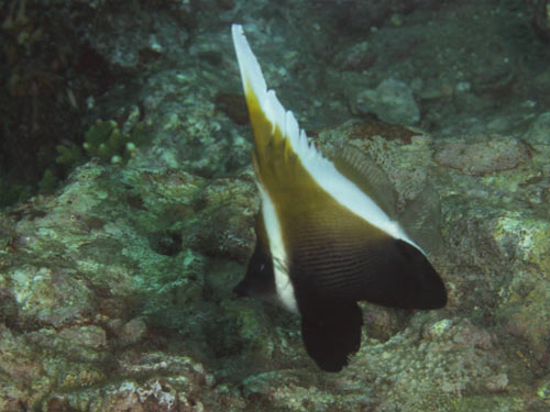 ツノハタタテダイの幼魚