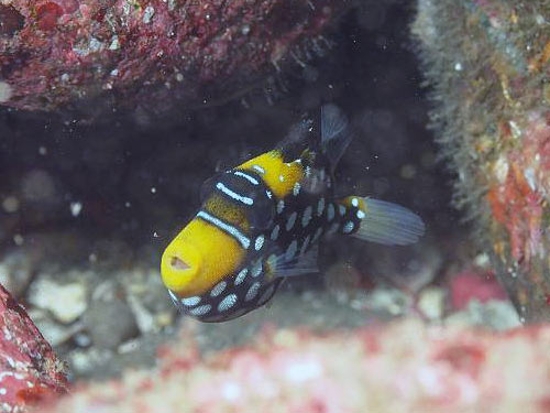 モンガラカワハギの幼魚