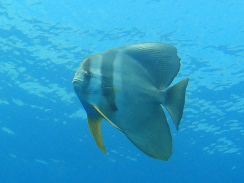 ツバメウオの若魚