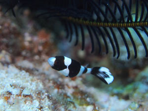 アジアコショウダイの幼魚