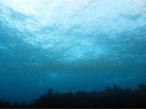 浅瀬に群れてるイシモチの稚魚