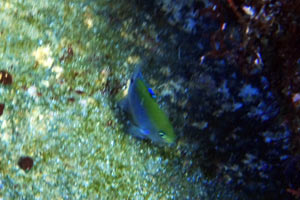 浅場にいたセダカスズメダイの幼魚は大きめ