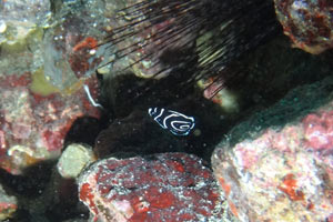 タテジマキンチャクダイの幼魚