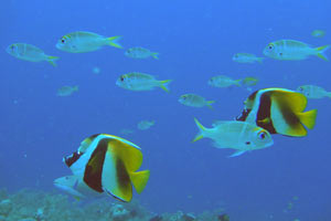 ヨコシマクロダイの若魚とオニハタタテダイ