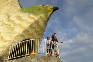 渡り鳥「サシバ」のお腹から