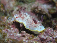 サラサウミウシ