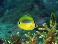 スミツキトノサマダイの幼魚