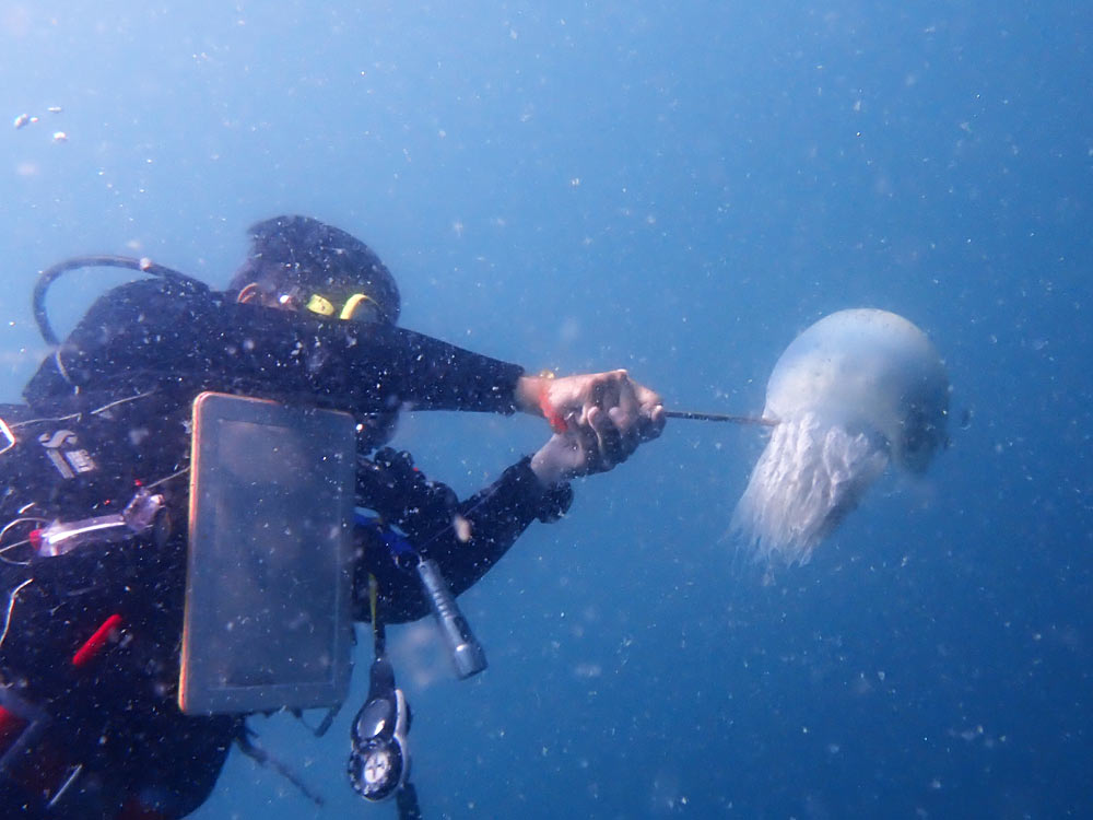 ダイバーとビゼンクラゲ ダイバーとビゼンクラゲ