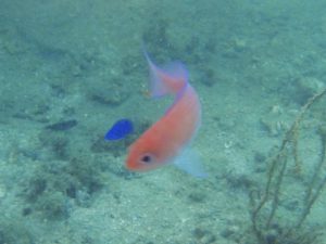 ケラマハナダイ