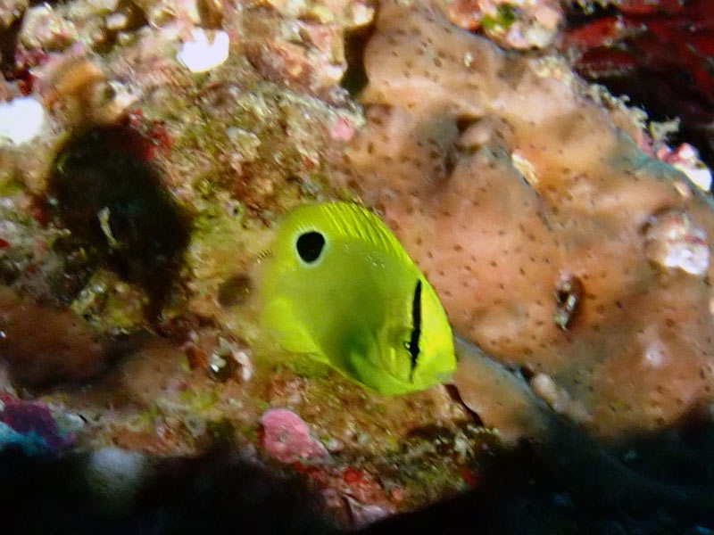 シテンヤッコ（幼魚）