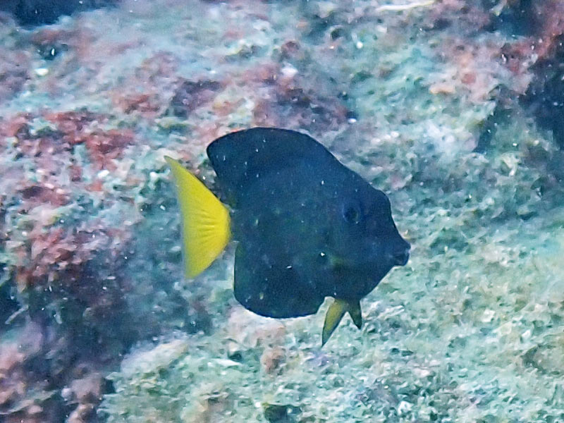 コクテンサザナミハギ（幼魚）