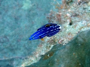 ムナテンベラ（幼魚）
