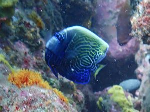 タテジマキンチャクダイ（若魚）