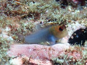 タテガミカエルウオ（幼魚）