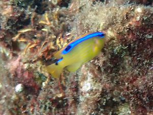 ミヤコキセンスズメダイ（幼魚）