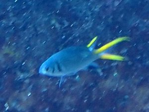 モンスズメダイ（幼魚）