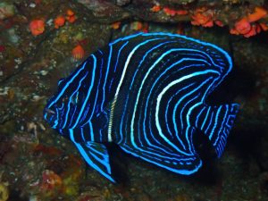 サザナミヤッコ（幼魚）