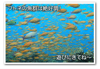 フトネの魚群は絶好調！